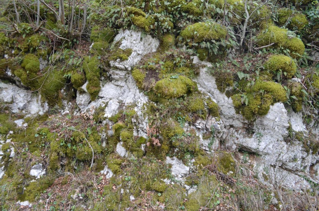 Apartma Nika Planina  Dış mekan fotoğraf